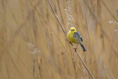 Citrine wagtail motacilla citreola erkeği çimlerin üzerinde oturuyor. Sevimli küçük sarı ötücü kuş. Vahşi hayatta kuş.