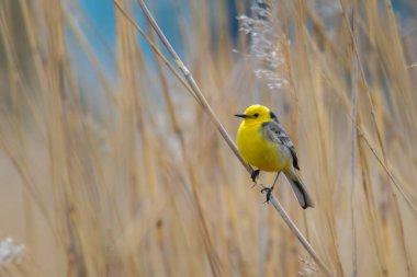 Citrine wagtail motacilla citreola erkeği çimlerin üzerinde oturuyor. Sevimli küçük sarı ötücü kuş. Vahşi hayatta kuş.