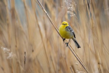 Citrine wagtail motacilla citreola erkeği çimlerin üzerinde oturuyor. Sevimli küçük sarı ötücü kuş. Vahşi hayatta kuş.