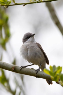 Yabani daha az beyaz boğazlı ya da Sylvia Curruca bir ağacın dalına tünemiş.
