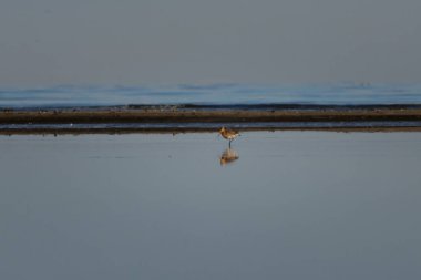 Kara kuyruklu Godwit (Limosa limosa), büyük, uzun bacaklı, tanrı-zeka cinsi Limosa 'nın bir üyesidir..