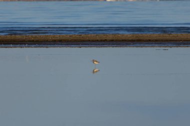 Suda gezinen yaygın bir yeşillik (Tringa nebularia)