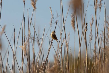 Whinchat Saxicola Rubetra erkeği çimlerin üzerinde oturuyor. Küçük şirin parlak çayır ötücü kuşu. Vahşi hayatta kuş.