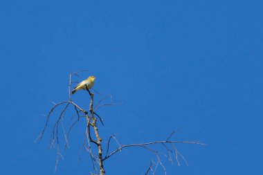Bir söğüt bülbülü (Phylloscopus trochilus) alenen bir ağaç dalına tünemektedir..
