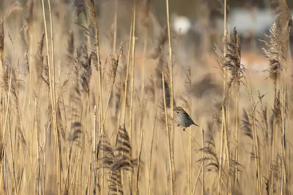 Yaygın sazlık, Emberiza schoeniclus. Kuş bitkinin tohumlarını yer..
