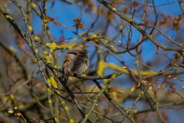 Thrush Nightingale, Luscinia Luscinia Luscinia. Bir kuş bir ağaç dalına oturur ve şarkı söyler