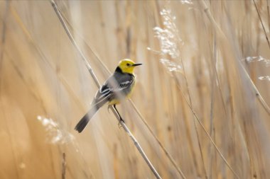 Citrine Wagtail Motacilla Citreola sarı bir arka planda çimlerin üzerinde duruyor.