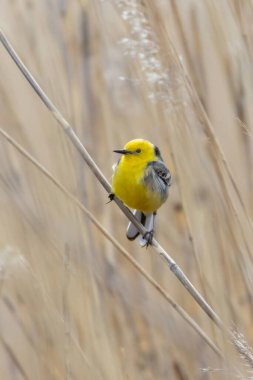 Citrine Wagtail Motacilla Citreola Çimlerin üzerinde duruyor