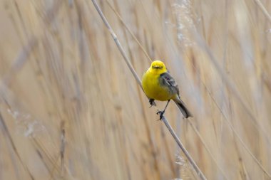 Citrine Wagtail Motacilla Citreola Çimlerin üzerinde duruyor