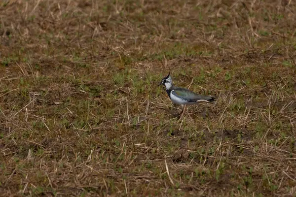 Erkek Kuzey kız kuşu (Vanellus vanellus) su otlak sulak yaşam boyunca yürüyen yan görünüm