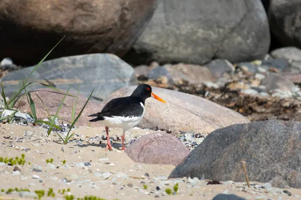 Avrasya İstiridye Yakalayıcısı - Haematopus ostralegus