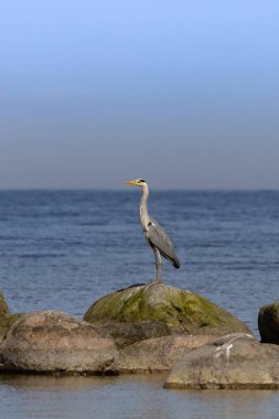 Gri ot (ardea cinerea) doğal yaşam alanında 