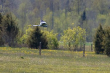 Montagus harrier sirk pigargus erkeği mavi gökyüzünün altında bulutlarla uçuyor. Vahşi hayatta nadir görülen sevimli yırtıcı kuş..