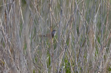 Yaygın Whitethroat (Sylvia Communis) yuva malzemesi, ilkbahar