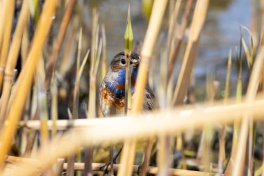 Bluethroat, Luscinia svecica ilkbahar sabahı çalıların arasında oturuyor, vahşi hayatta kuşlar ve hayvanlar, doğal çevrede kuş