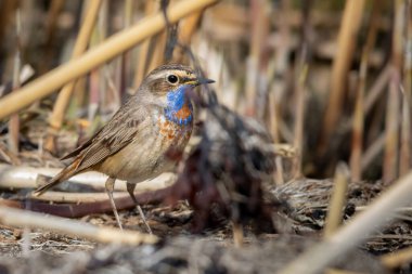Bluethroat, Luscinia svecica ilkbahar sabahı çalıların arasında oturuyor, vahşi hayatta kuşlar ve hayvanlar, doğal çevrede kuş