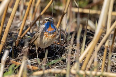 Bluethroat, Luscinia svecica ilkbahar sabahı çalıların arasında oturuyor, vahşi hayatta kuşlar ve hayvanlar, doğal çevrede kuş