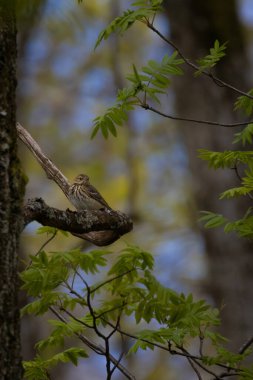 Anthus ıvır zıvırı bir ağaç dalında oturuyor.