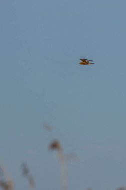 Batı marsh harrier veya sirk aeruginosus avcılık