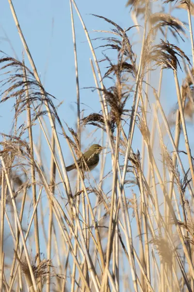 Çimlerin üzerinde oturan küçük ötücü kuş Willow Warbler (Phylloscopus trochilus). Doğal ortamında öten küçük bir kuş. Bahar geldi..