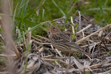 Kırmızı boğazlı Pipit (Anthus cervinus), üreme mevsiminde yerde durur.