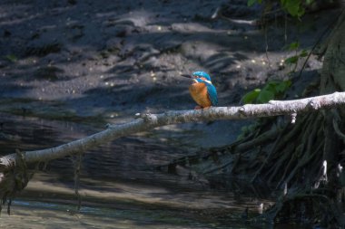 Ortak Kingfisher (Alcedo at this) ile güzel bir doğa sahnesi. Dalda 