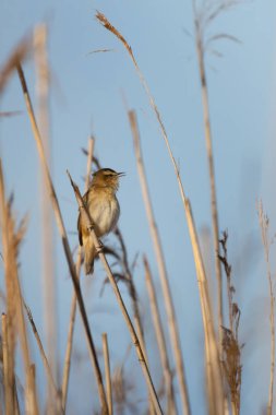 Sedge warbler (Acrocephalus schoenobaenus) sazlık bataklıkta şarkı söyler. Orta büyüklükte bir göçmen bülbülüdür. Sırtı kahverengi çizgili, kanatları ve soluk bir mezsiyumu vardır.