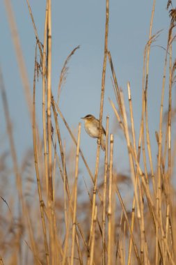 Sedge warbler (Acrocephalus schoenobaenus) sazlık bataklıkta şarkı söyler. Orta büyüklükte bir göçmen bülbülüdür. Sırtı kahverengi çizgili, kanatları ve soluk bir mezsiyumu vardır.