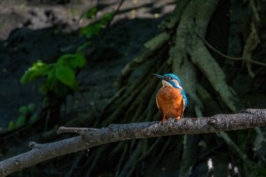 Ortak Kingfisher 'ın (Alcedo at this) daldaki vahşi yaşam görüntüsü.