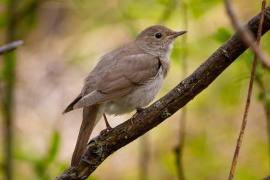 Yeşil arkaplana karşı Thrush bülbülü (Luscinia luscinia).