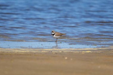 Sahilde küçük halkalı yağmurkuşu (Charadrius dubius) 