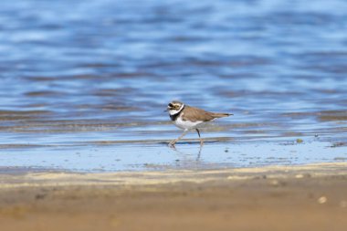 Sahilde küçük halkalı yağmurkuşu (Charadrius dubius) 