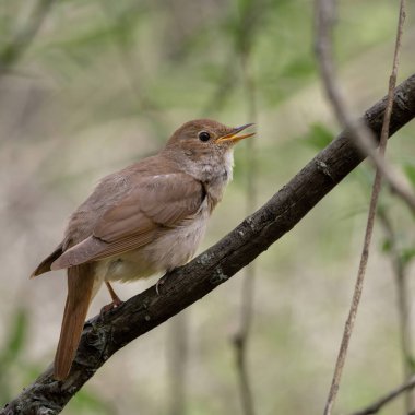 Yeşil arkaplana karşı Thrush bülbülü (Luscinia luscinia).