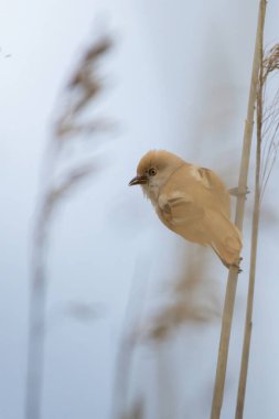 bearded tit (Panurus biarmicus) on the reed, female - reedling 