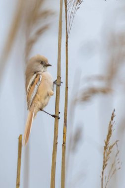 bearded tit  (Panurus biarmicus) on the reed, female - reedling 