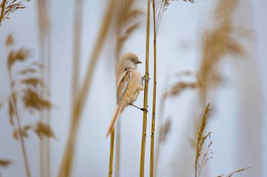 bearded tit  (Panurus biarmicus) on the reed, female - reedling 