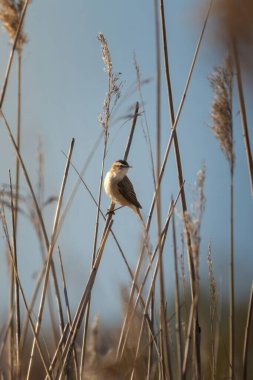 Sedge warbler (Acrocephalus schoenobaenus) singing in reed marsh habitat.	