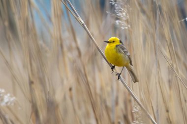 Citrine Wagtail Motacilla citreola in natural Habitat	
