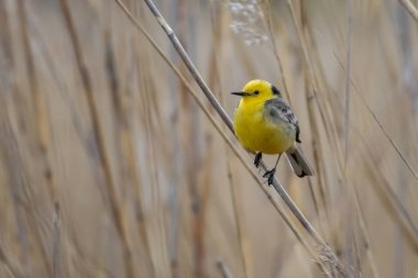 Citrine Wagtail Motacilla citreola in natural Habitat	