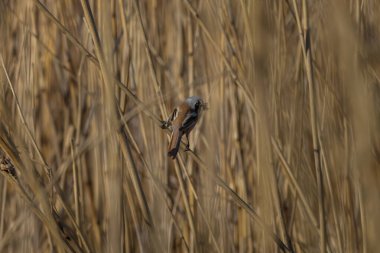 Bearded tit (Panurus biarmicus) male feeding on seeds in reed bed
