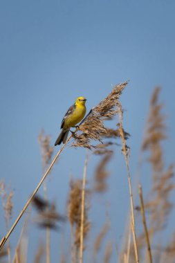 Erkek Citrine kamış üzerinde yetişkin renginde sallanan kuyruk.