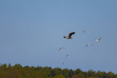 Haliaeetus albicilla. Mavi gökyüzüne ve etrafındaki martılara karşı uçan bir kuş.