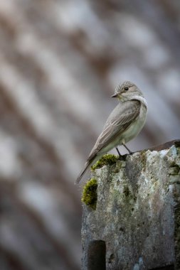 Benekli sinekkapan (Muscicapa striata), sinekkapan familyasından küçük bir kuş türü.