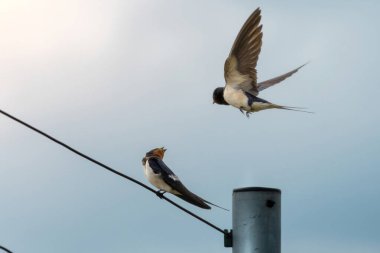 Ahır Kırlangıcı (Latince: Hirundo rustica) kuş uçar ve telefon kablosunda oturur ve yavruyu besler, arka planda mavi yaz gökyüzü 
