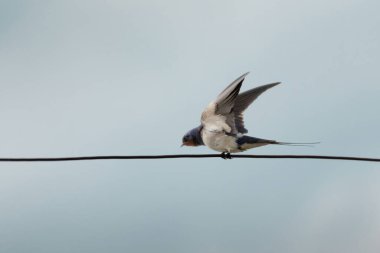 fench mavi bir arka plan üzerinde kırlangıcı (hirundo rustica)