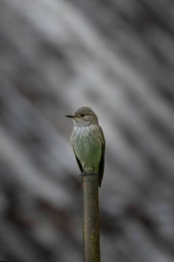 Benekli sinekkapan (Muscicapa striata), sinekkapan familyasından küçük bir kuş türü.