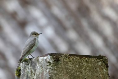 Benekli sinekkapan (Muscicapa striata), sinekkapan familyasından küçük bir kuş türü.