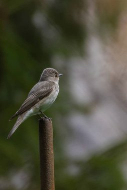 Benekli sinekkapan (Muscicapa striata) karakol kontrolünde duruyor.
