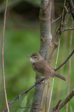 Blyths sazlık bülbülü ağacın dalında oturuyor. Sevimli küçük ötücü kuş. Vahşi hayatta kuş.