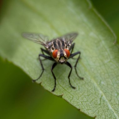 Sinekler (Sarcophaga Carnaria) - Sineklerin, yalıtılmış sineklerin, yaprakların üzerindeki sineklerin ayrıntılarını kapat